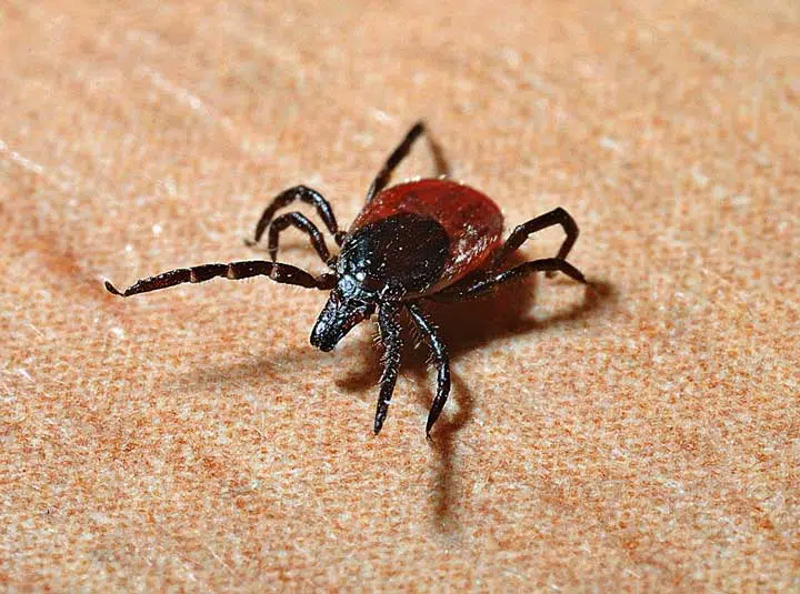 Image of a tick. 