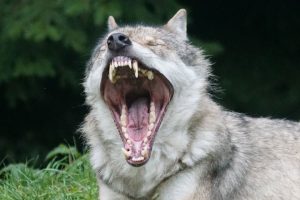 How to survive a wolf attack - Outdoors Being