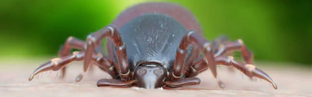 Photo of a tick sucking from skin.