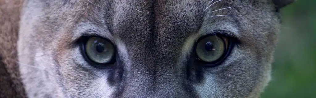 Image of a puma's eyes.
