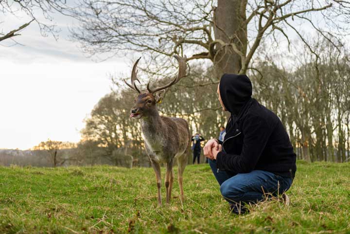 Photo of a deer interactive with humans. 