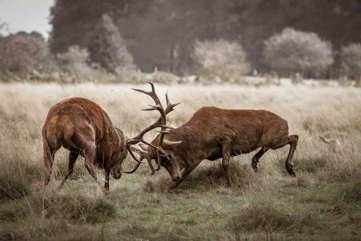 Photo of two bull deer fighting. 