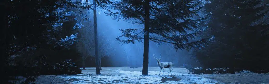 A photo of a deer caught in a winter night.