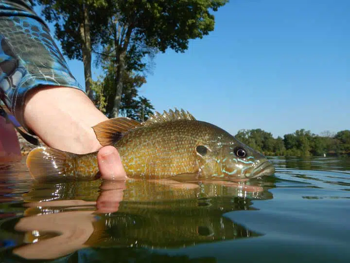 photo of a bluegill held by a human in the water. 