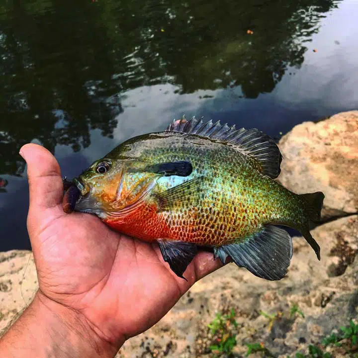 Photo of a freshly fished bluegill. 