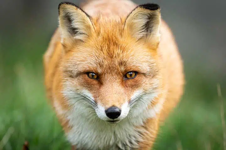 Photo of a fox walking towards the camera. 