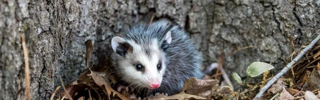 Photo of a possum.
