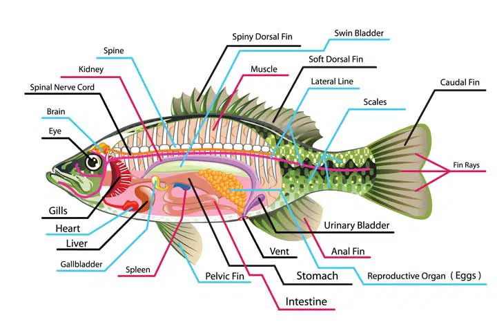 Image that illustrates fish anatomy. 