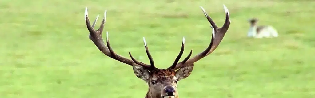 Detail of a deer's antlers.