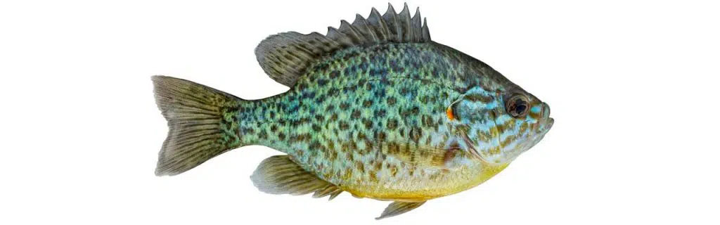 Photo of a bluegill on a white background.