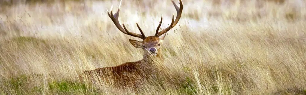 Photo of a deer laying in the tall grass on a windy day.