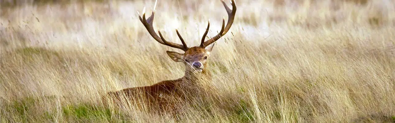 Do Deer Move in the Wind? Everything You Need to Know