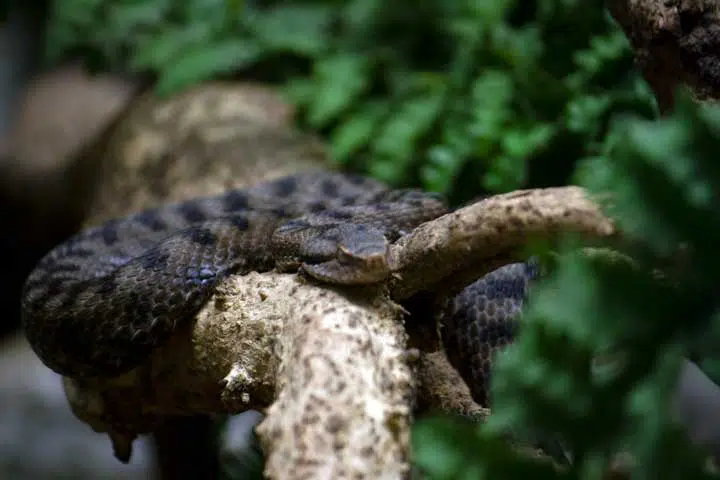 Photo of a snake on a branch. 