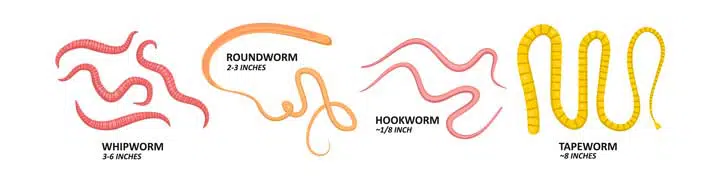 Common types of worms in Cats and Dogs. 