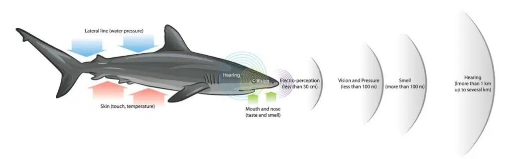 Illustration that represents the senses of a shark.