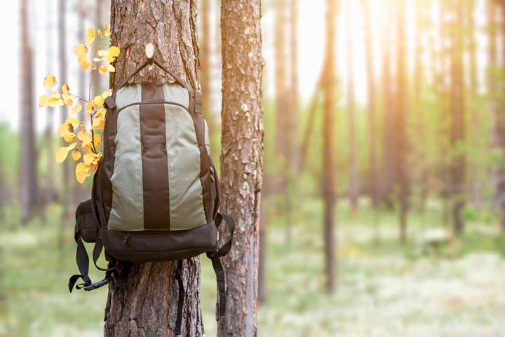 Hiking backpack with birch branch hangs on knotted knob in tree. 