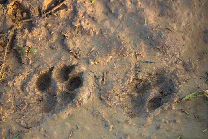 The tracks of a young fox on the wet yellow sand after the rain. 