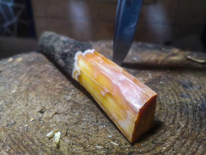 fragrant red yellow pine shavings from a forest pine